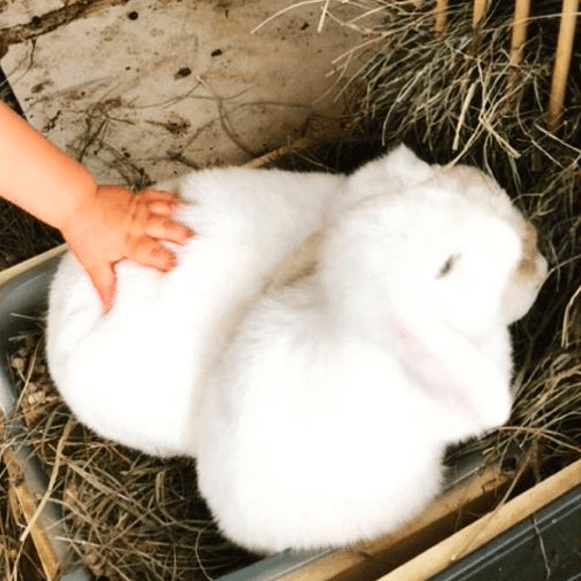 Lapins